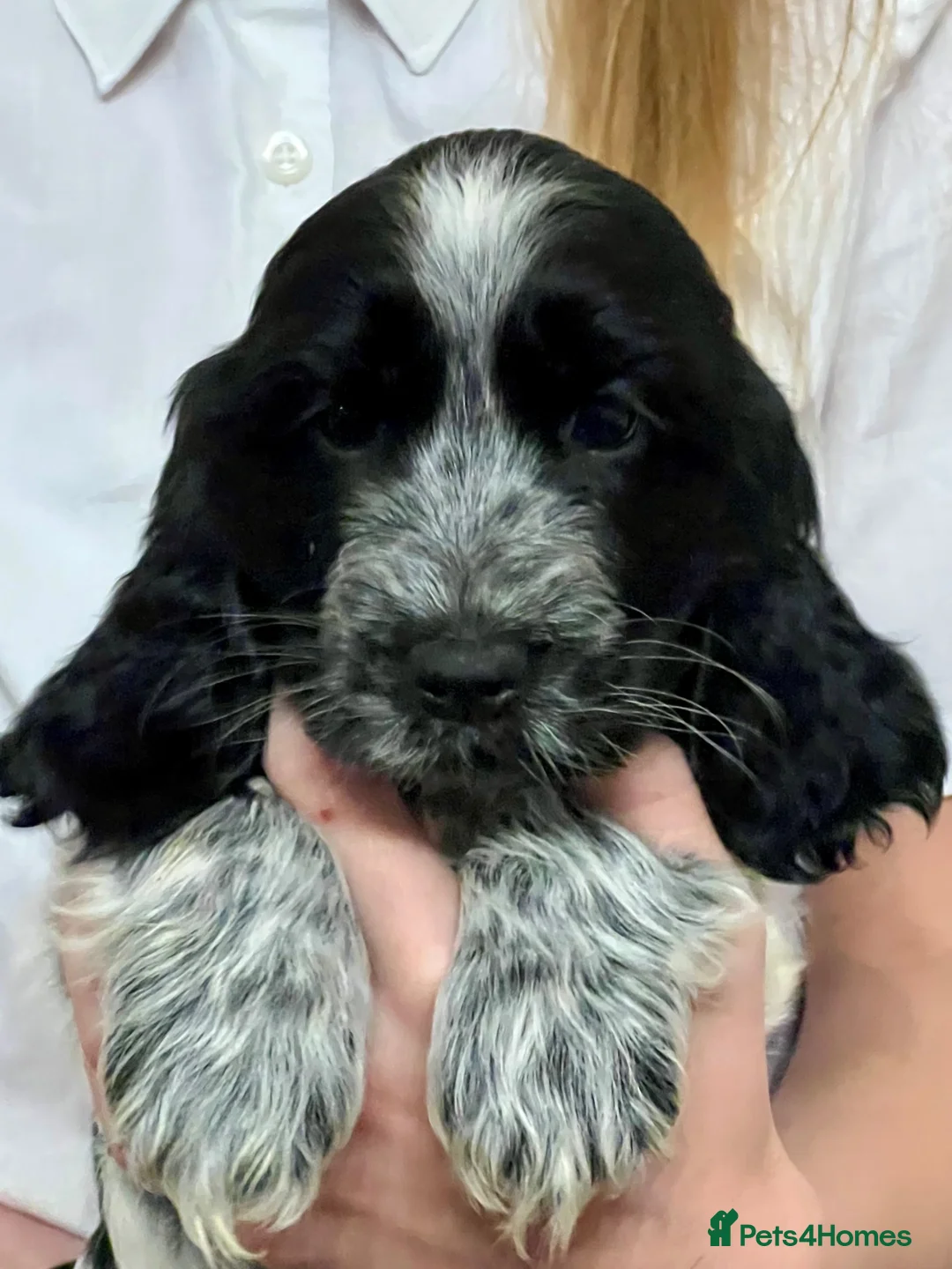 Cocker Spaniel dogs for sale: Show Cocker Spaniels - Advert 1