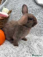 Mini Lop rabbits - Advert 3