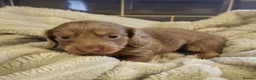 Miniature Dachshund dogs for sale: Beautiful Long-Haired Miniature Dachshund Puppies. in Bristol - Advert 2