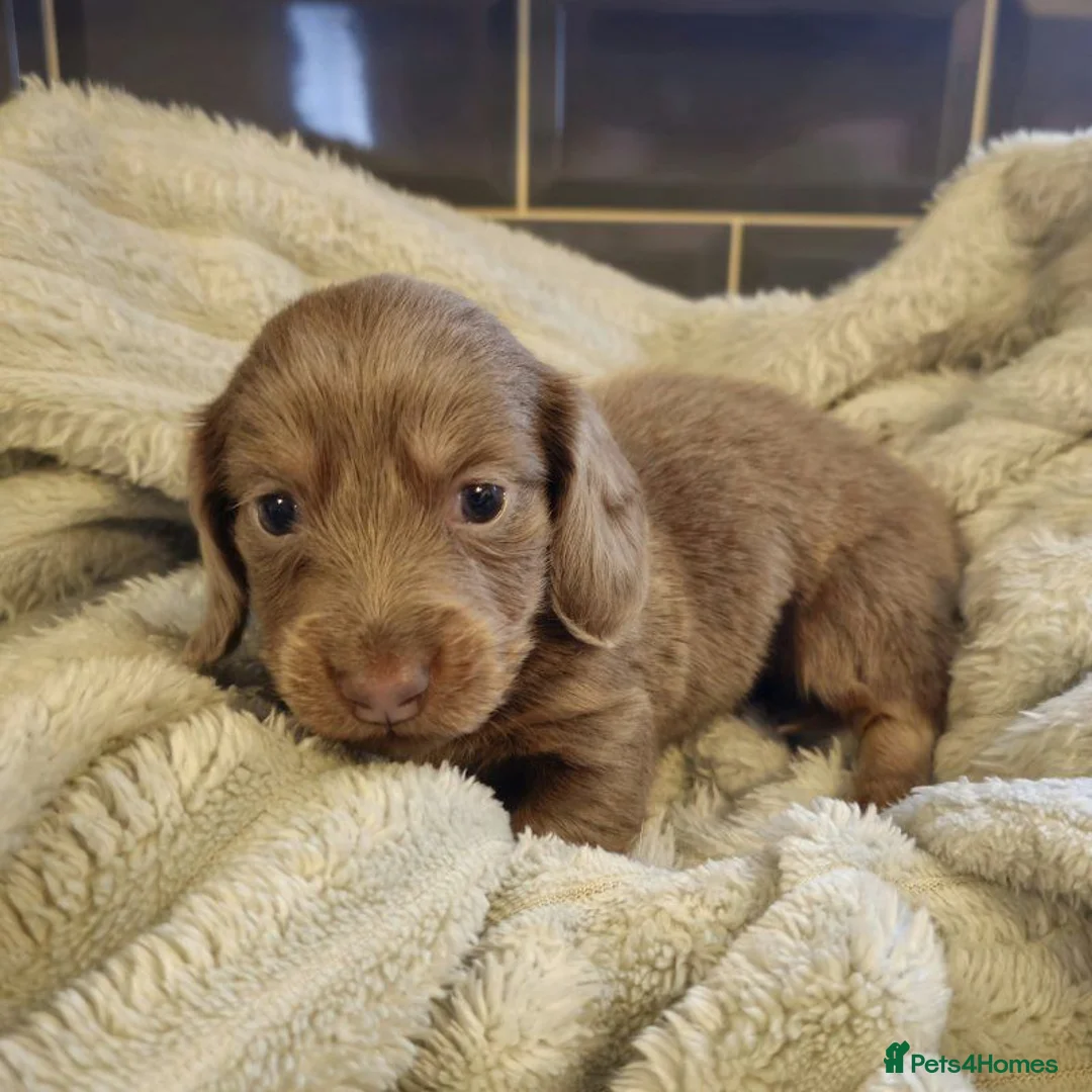 Miniature Dachshund dogs for sale: Beautiful Long-Haired Miniature Dachshund Puppies. in Bristol - Advert 2