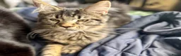 Maine Coon cats for sale: Stunning, friendly pedigree XL Maine Coons last 2! - Advert 30