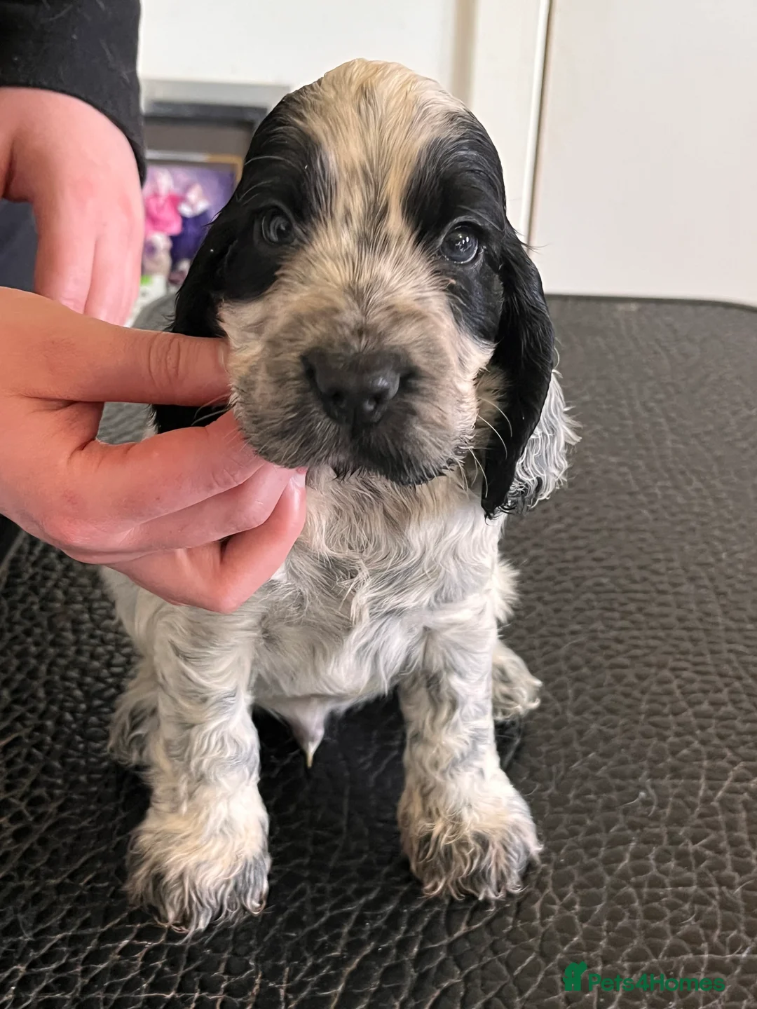 Cocker Spaniel dogs for sale: Blue Roan Cocker Spaniel puppies - Advert 10