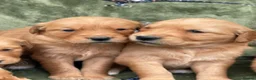 Golden Retriever dogs for sale: DARK RED KC REG GOLDEN PUPPIES HEALTH TESTED CLEAR - Advert 9
