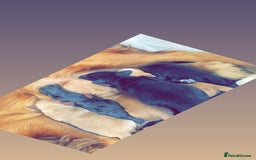 Cocker Spaniel dogs for sale: Cockers  - Advert 2