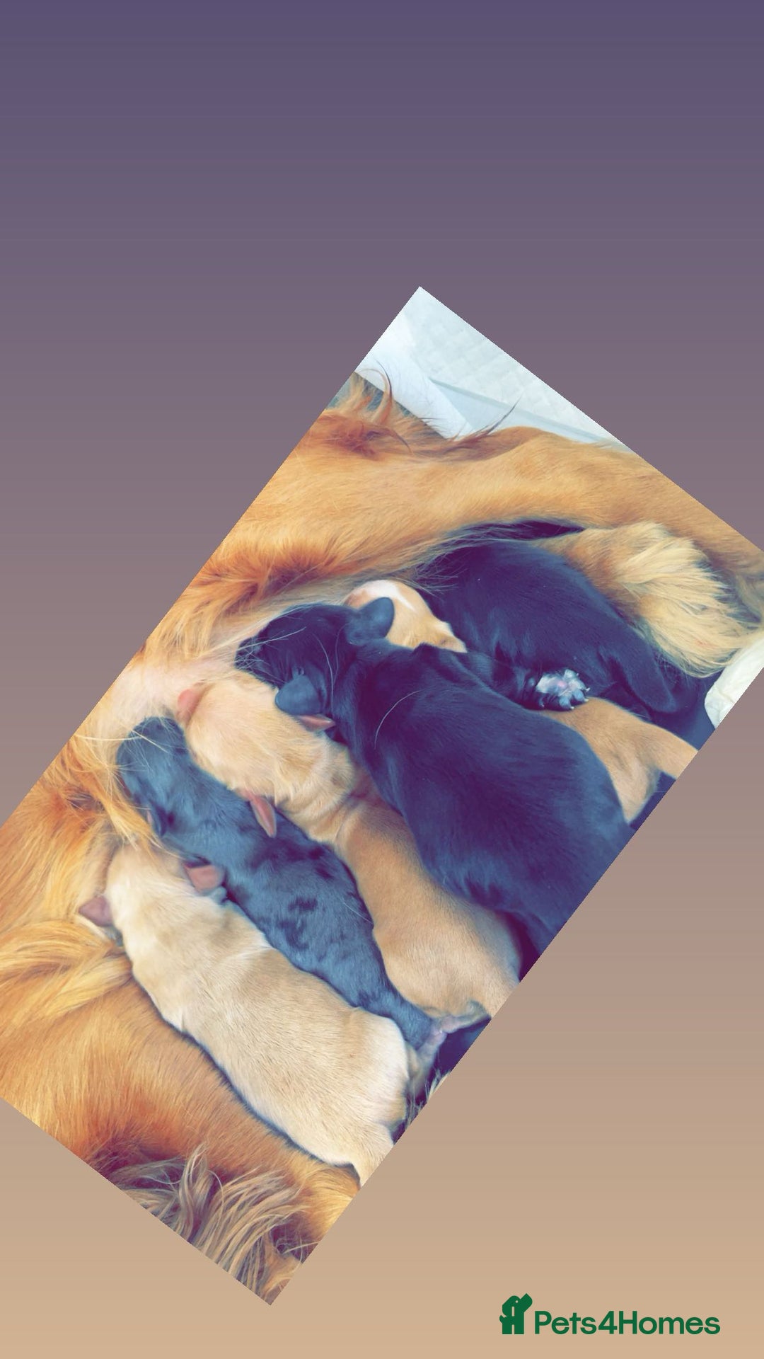 Cocker Spaniel dogs for sale: Cockers  - Advert 2