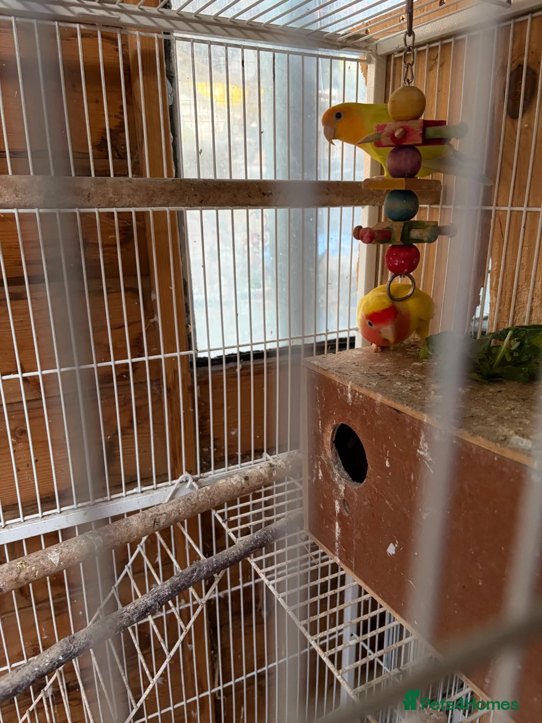 Lovebirds birds for sale: Proven pair of love birds  - Advert 2
