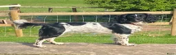 English Springer Spaniel dogs for sale: KC Registered English Springer Spaniels in Brecon - Advert 11