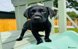 Labrador Retriever dogs for sale: KC Registered Labrador Babies 🐾🐾🐾 - Image 15