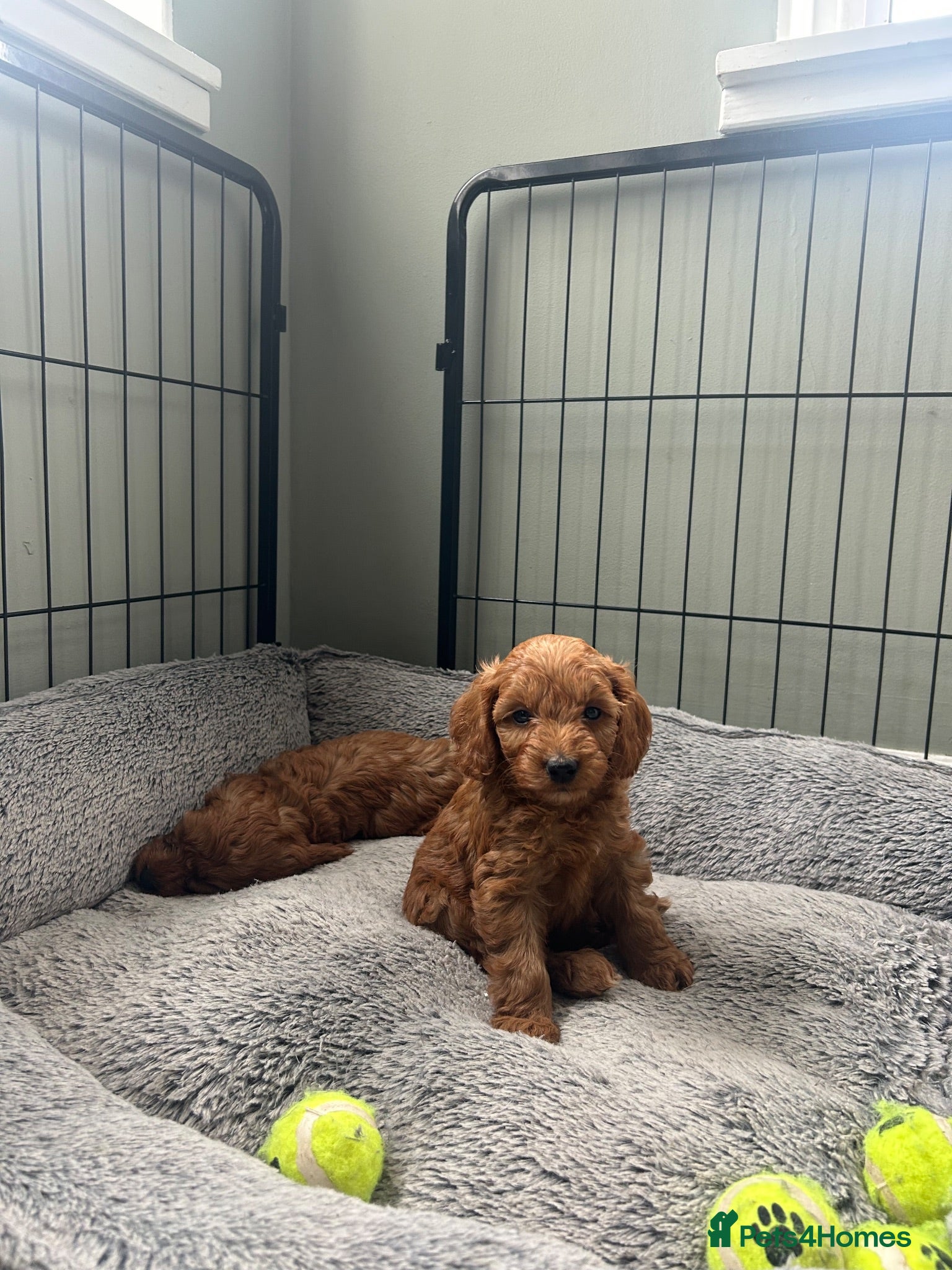 Cockapoo dogs Toy Cockapoo Puppies - Advert 12