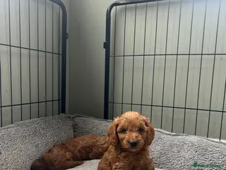 Cockapoo dogs Toy Cockapoo Puppies - Advert 12