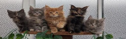 Maine Coon cats for sale: Adorable Maine coon kittens  - Advert 1
