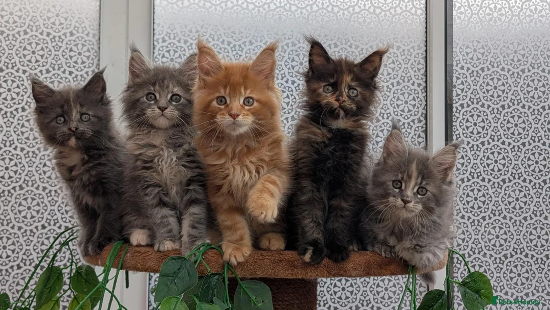 Maine Coon cats for sale: Adorable Maine coon kittens  - Advert 1