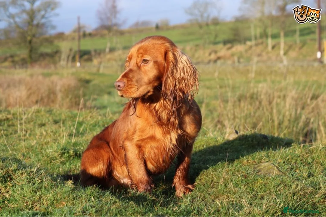 Cocker Spaniel dogs for stud: Outstanding fully health tested cocker at stud in Lancaster - Advert 2