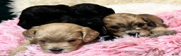 Cavapoo dogs for sale: Stunning litter of mix coloured tiny toy cavapoos - Advert 9