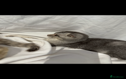 Scottish Fold cats for sale: Scottish Fold Kittens Variety of Colours - Image 13