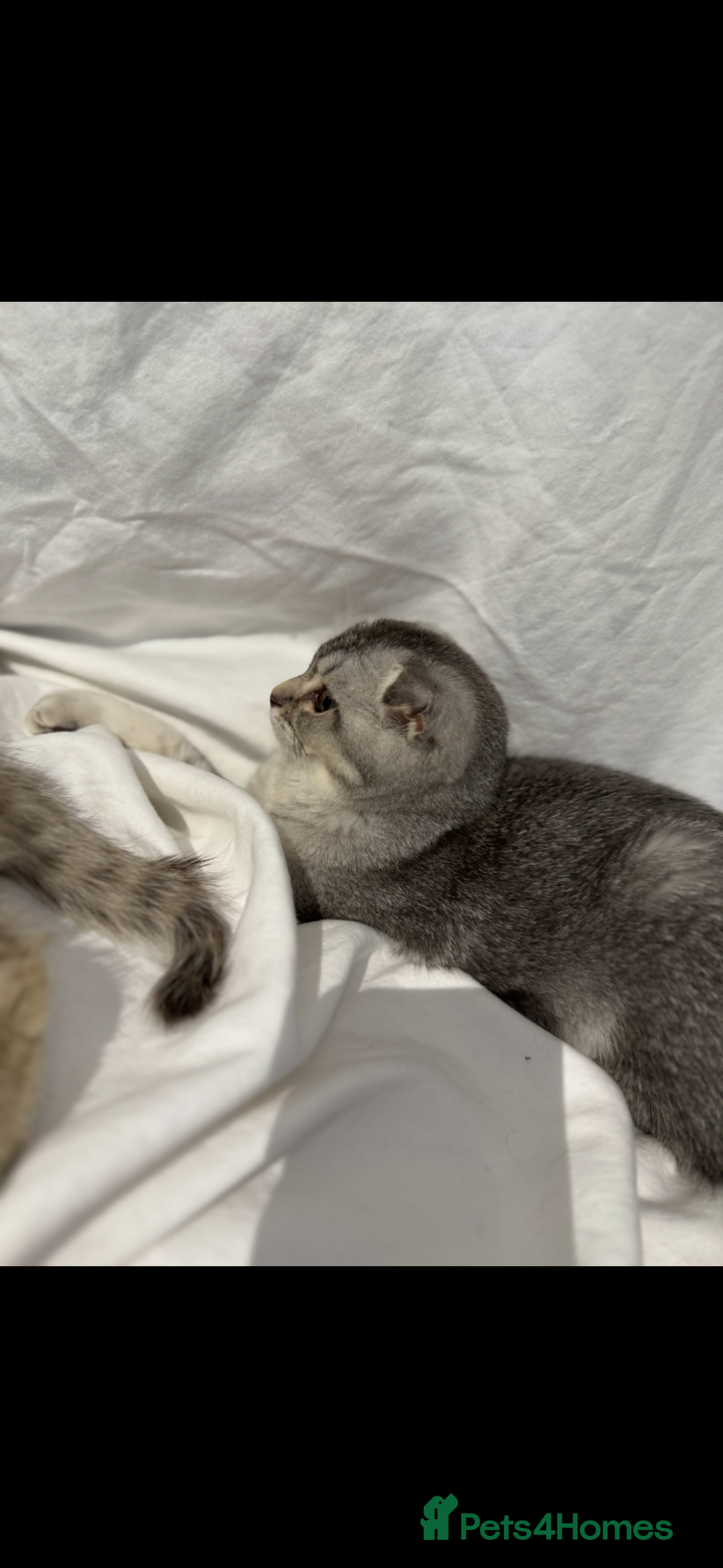 Scottish Fold cats for sale: Scottish Fold Kittens Variety of Colours - Image 13