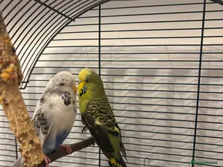 Budgerigars birds 2 budgies, with cage - Advert 8