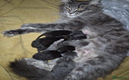 Maine Coon cats for sale: Stunning litter of maine coon kittens  - Advert 28