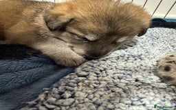 German Shepherd dogs for sale: German Shepherd Puppies  - Image 28