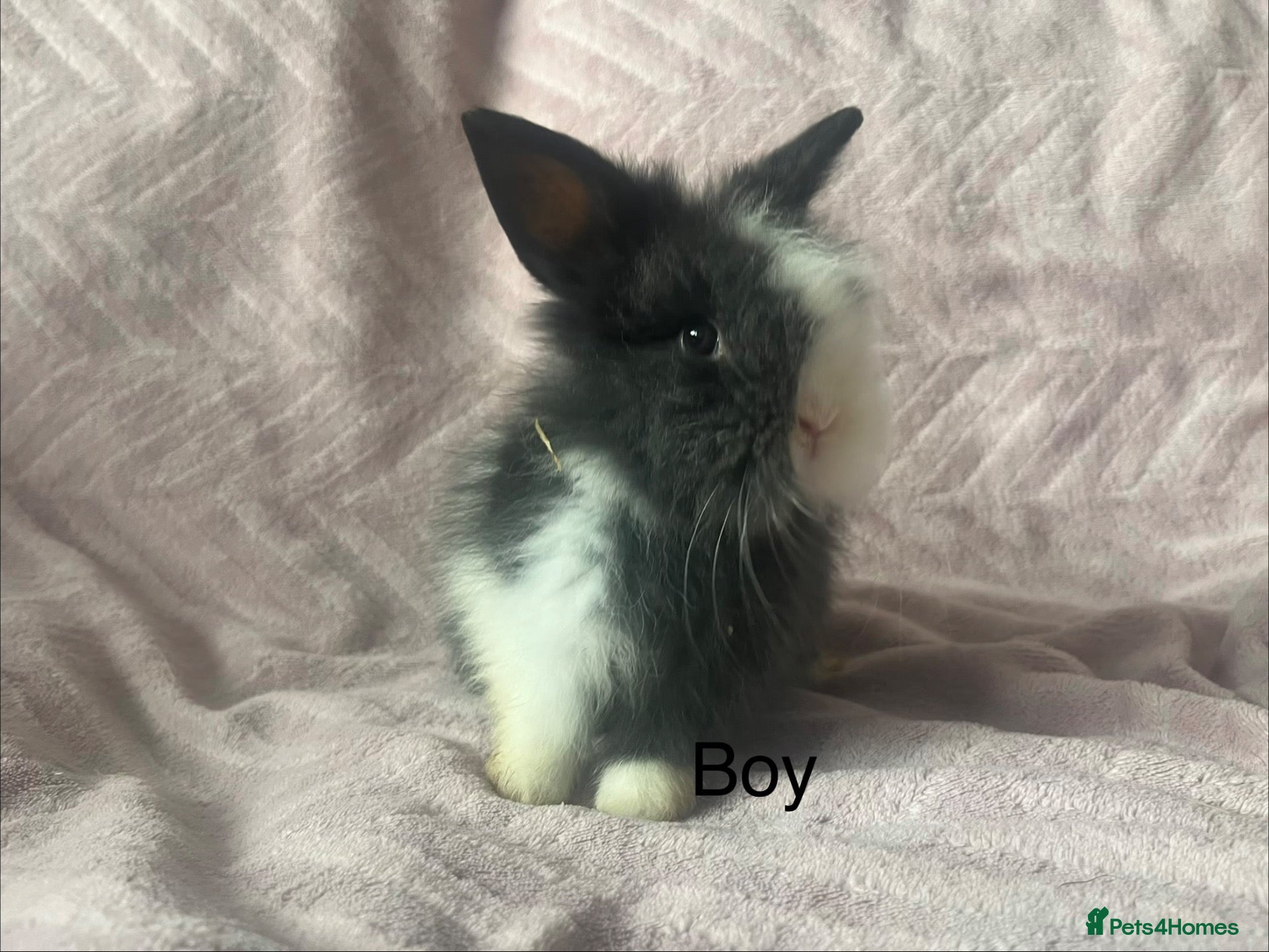 Lionhead rabbits Mini double maned lionheads £65-75 - Advert 2