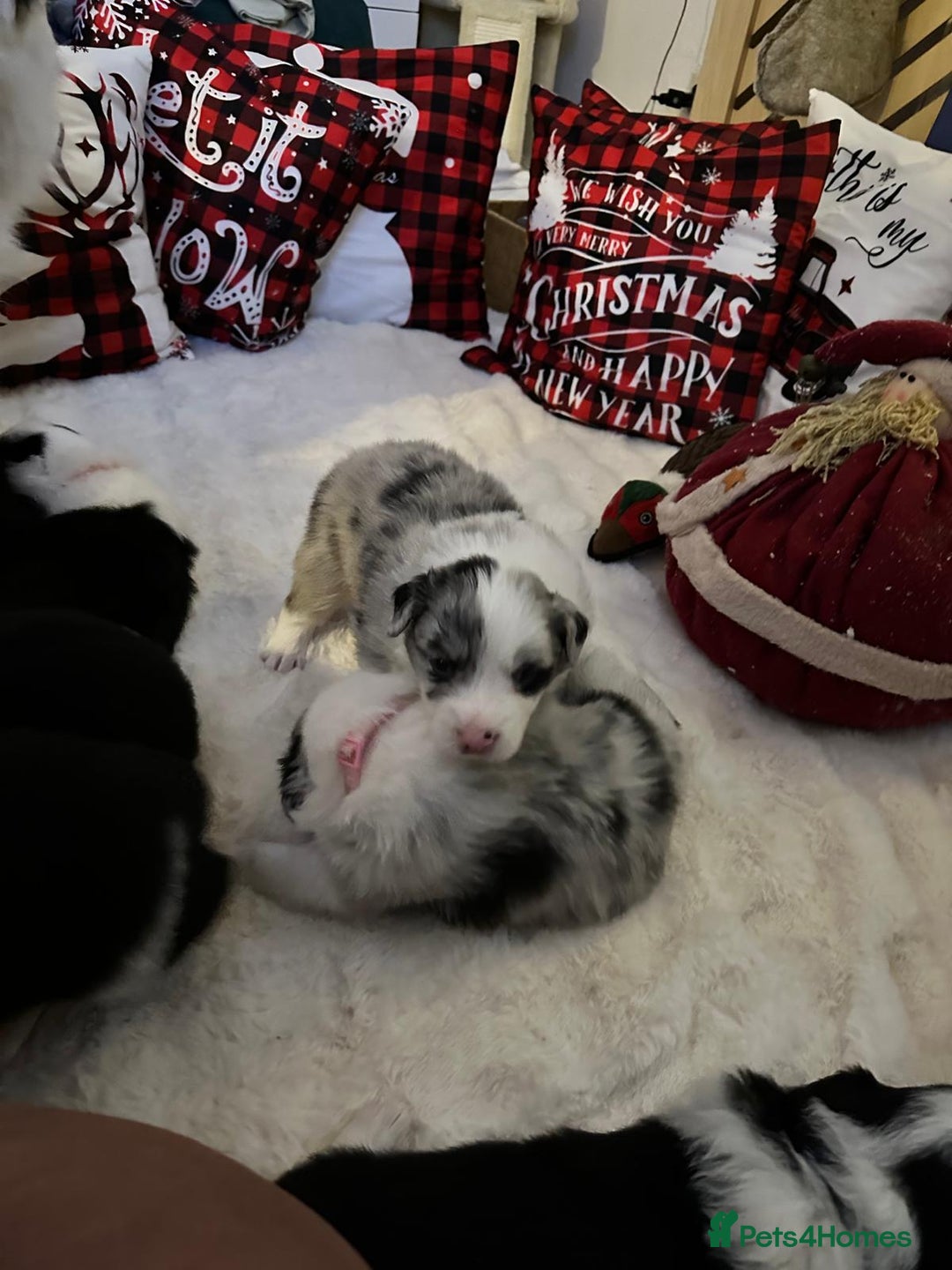 Border Collie dogs for sale: Stunning puppies from international champion line. - Advert 17