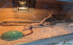 Corn Snake reptiles for sale: Cornsnake  with vivarium - Image 7