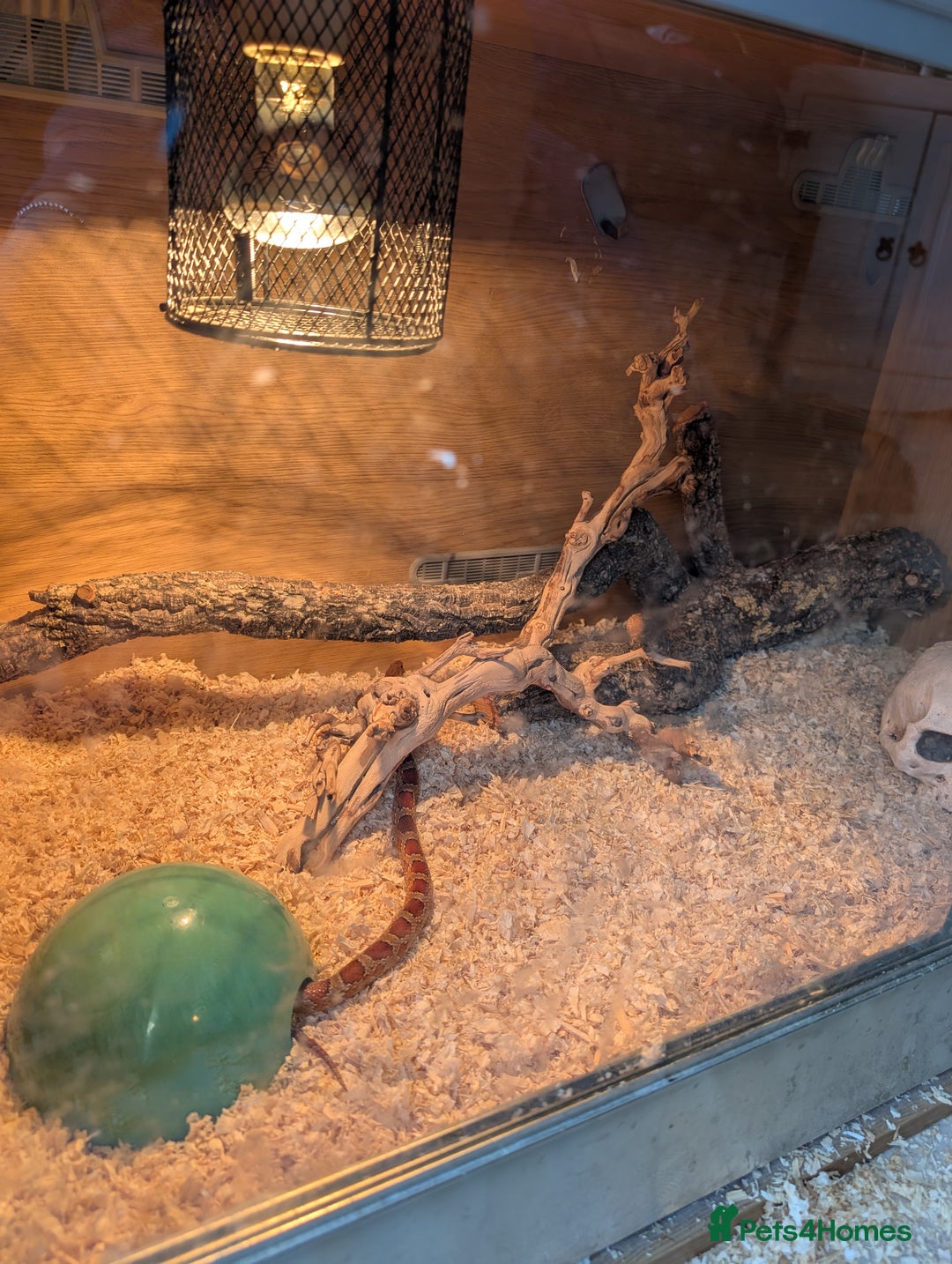 Corn Snake reptiles for sale: Cornsnake  with vivarium - Image 7