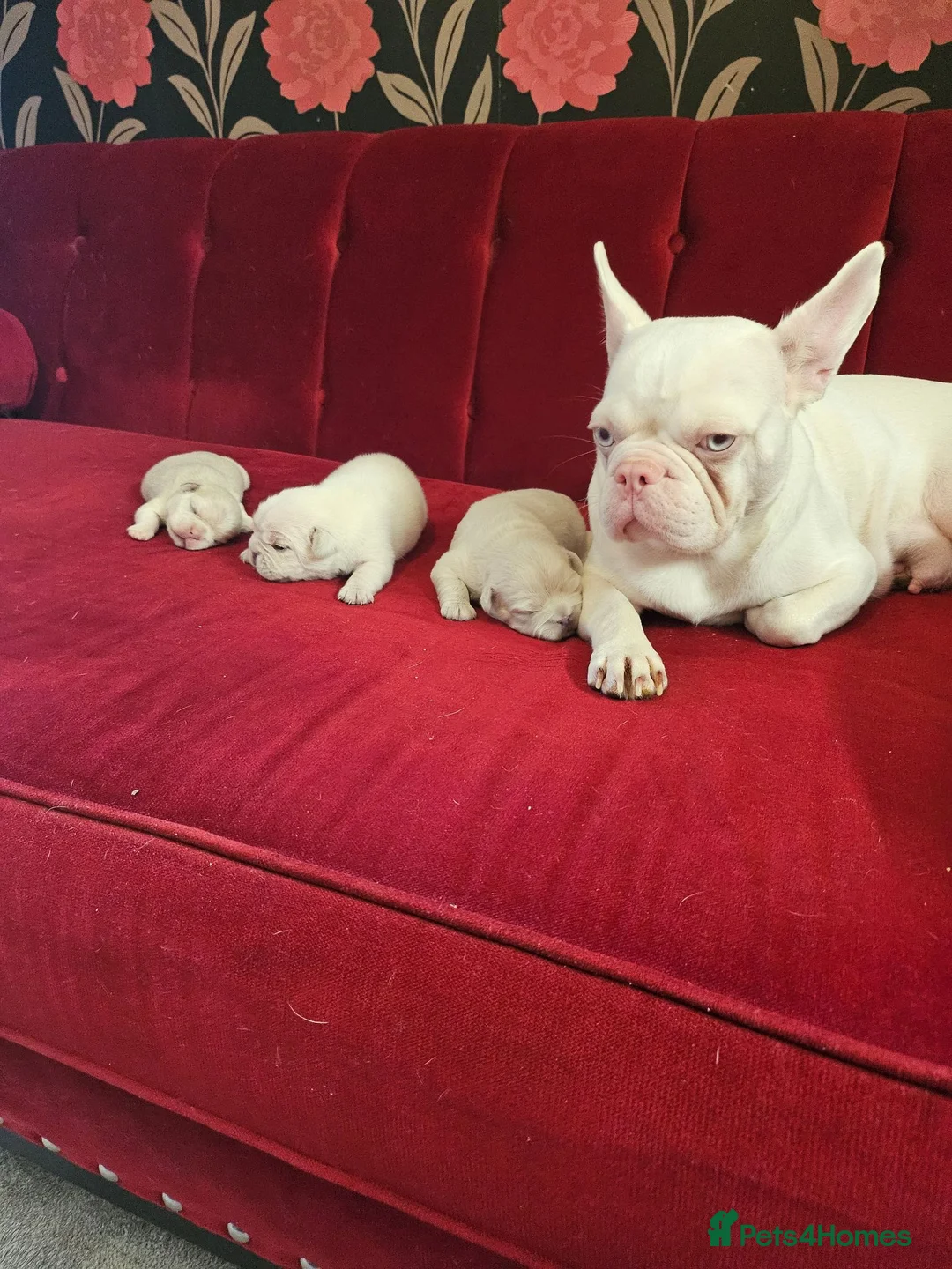 French Bulldog dogs for sale: French bulldogs Ready 8/06/26 - Advert 2