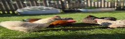 Chickens poultry for sale: Hatching eggs Pekin bantams & silkie  - Advert 5