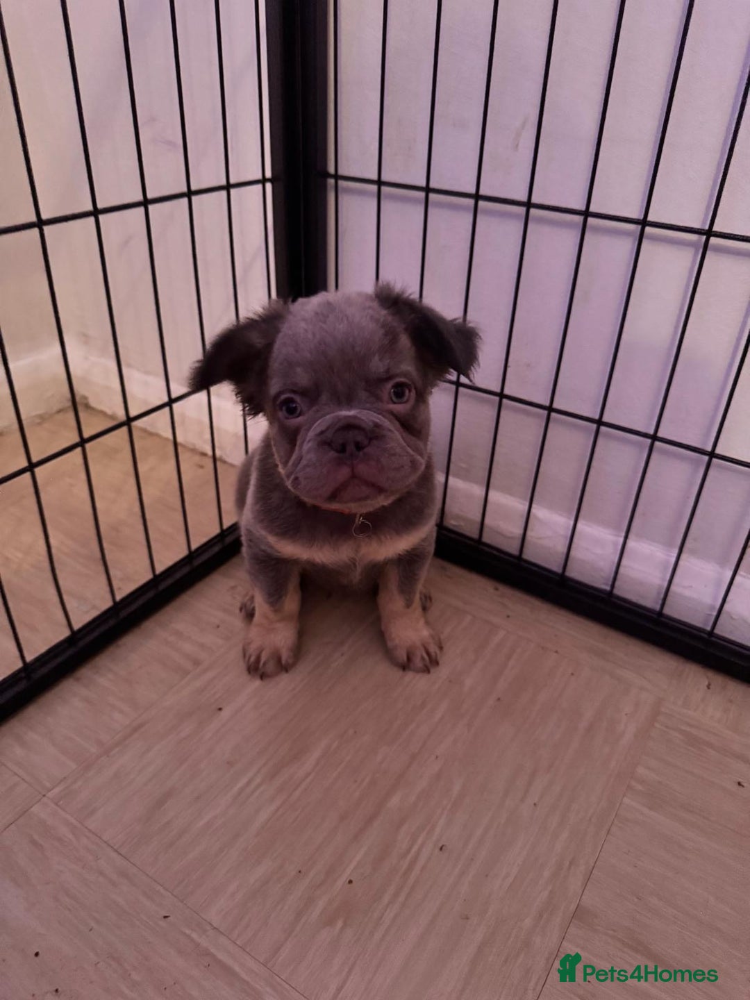 French Bulldog dogs for sale: French bulldog puppys - Advert 13