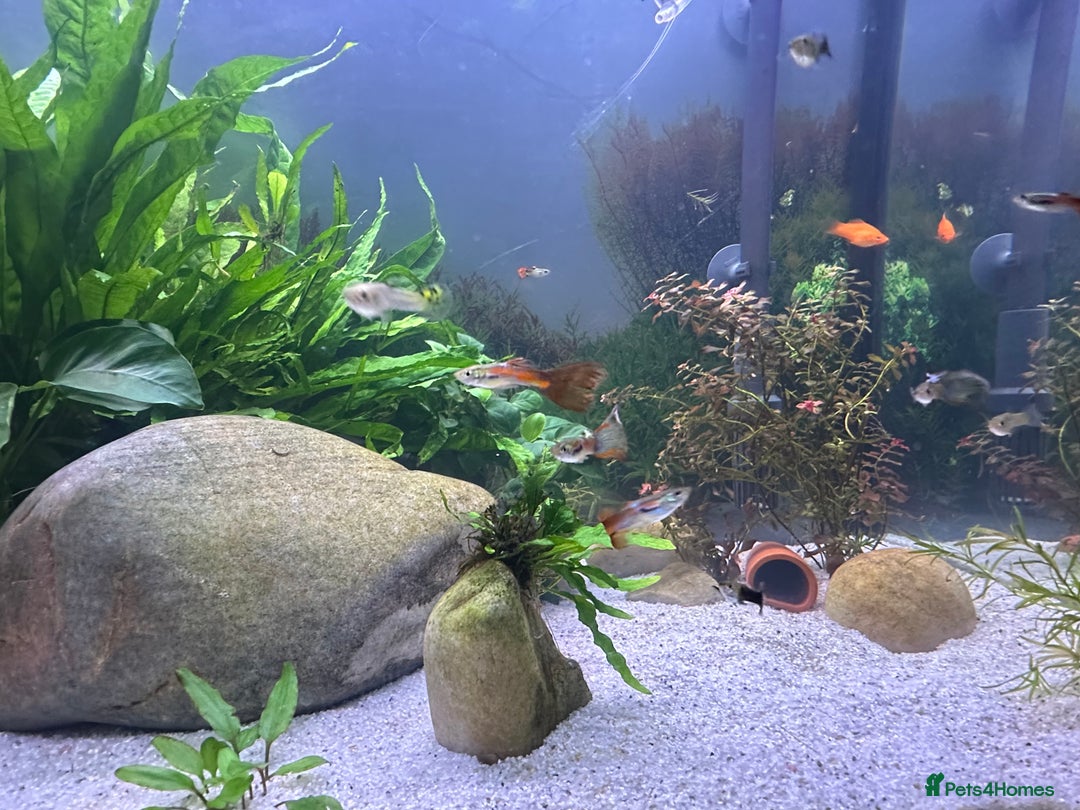 Live Bearers fish for sale: Guppy's endlers / molly & swords  - Advert 2