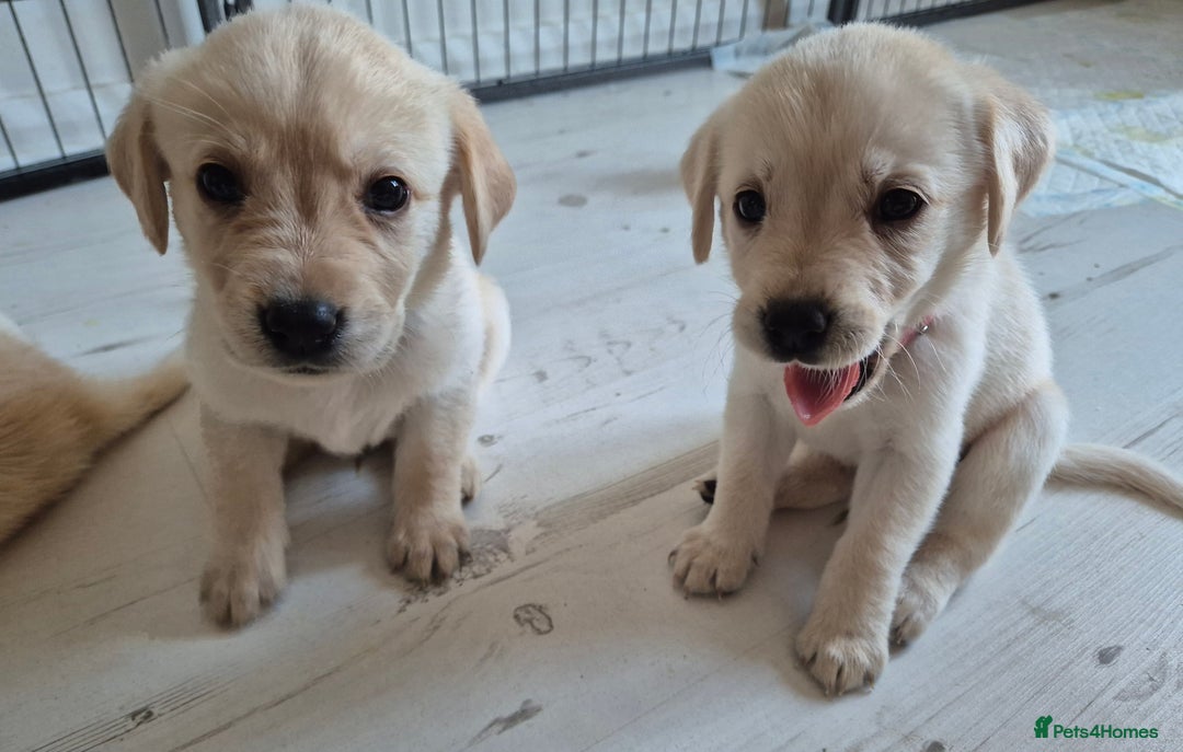 Labrador Retriever dogs for sale: Beautiful labrador puppies for sale - Image 10