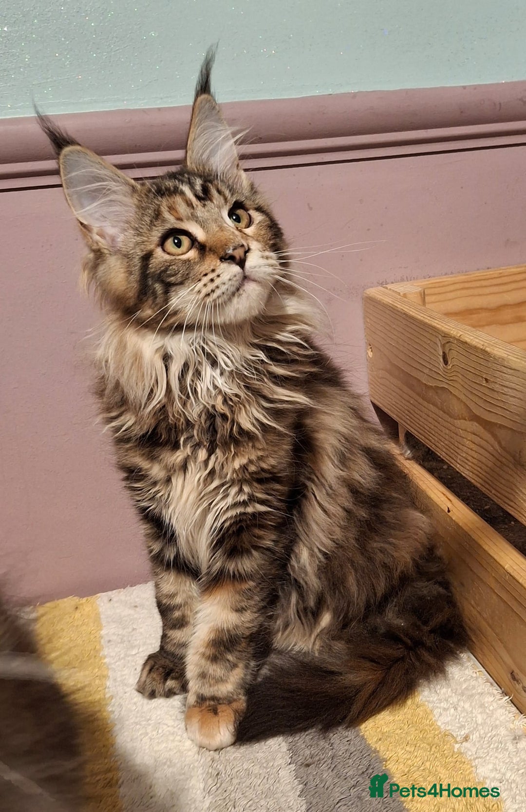 Maine Coon cats for sale: Beautiful torbie Maine Coon girls - Advert 11