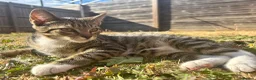Mixed Breed cats for sale: Two kittens - Advert 3