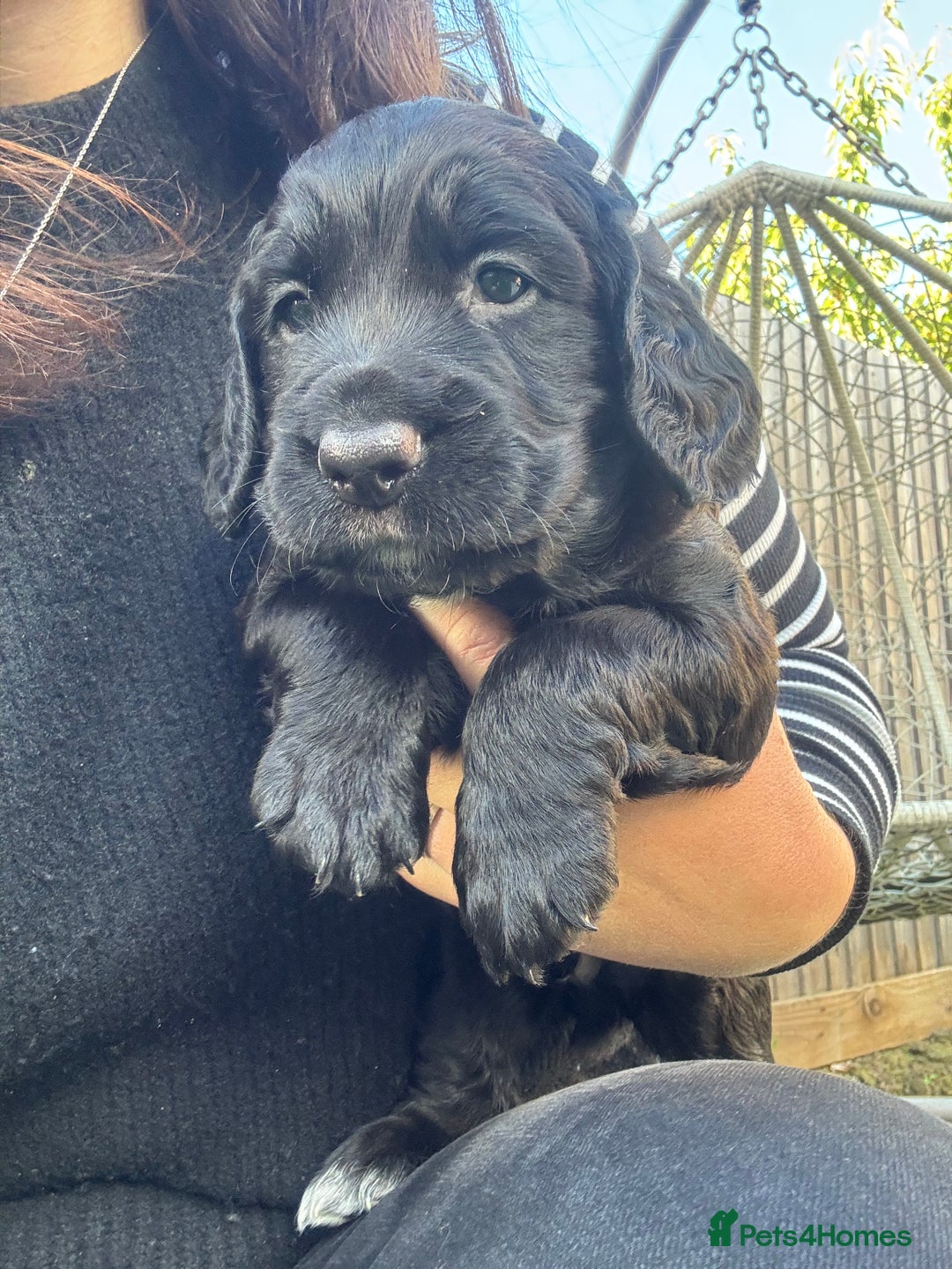 Sprocker dogs for sale: Sprocker Puppies x2 Male - Image 2