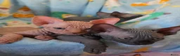 Sphynx cats for sale: ✨ Exceptional Sphynx Kittens Available ✨ - Advert 15