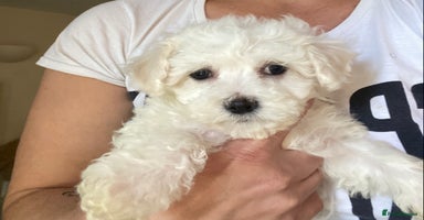 Maltese dogs - Advert 11