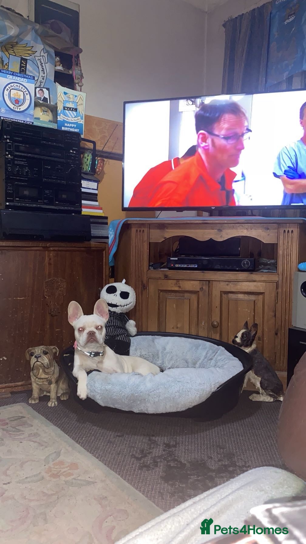French Bulldog dogs White frenchie bulldog  - Advert 4