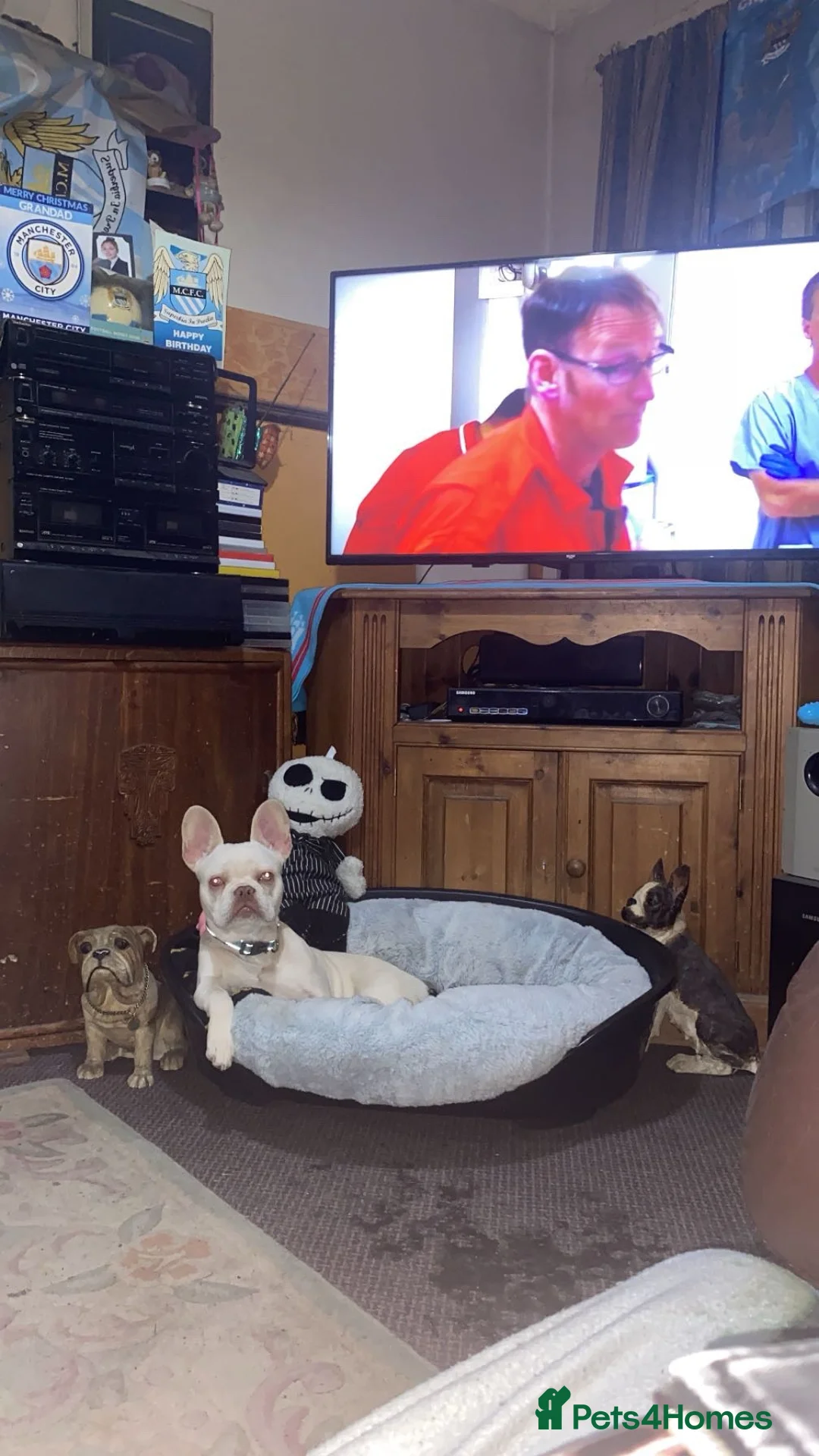 French Bulldog dogs for sale: White frenchie bulldog  - Advert 1