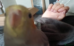 Cockatiels birds for sale: Hand tame pied cockatiel  - Advert 4