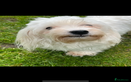 Maltipoo dogs for sale: Tiny Asian Maltipoo READY NOW !  - Image 5