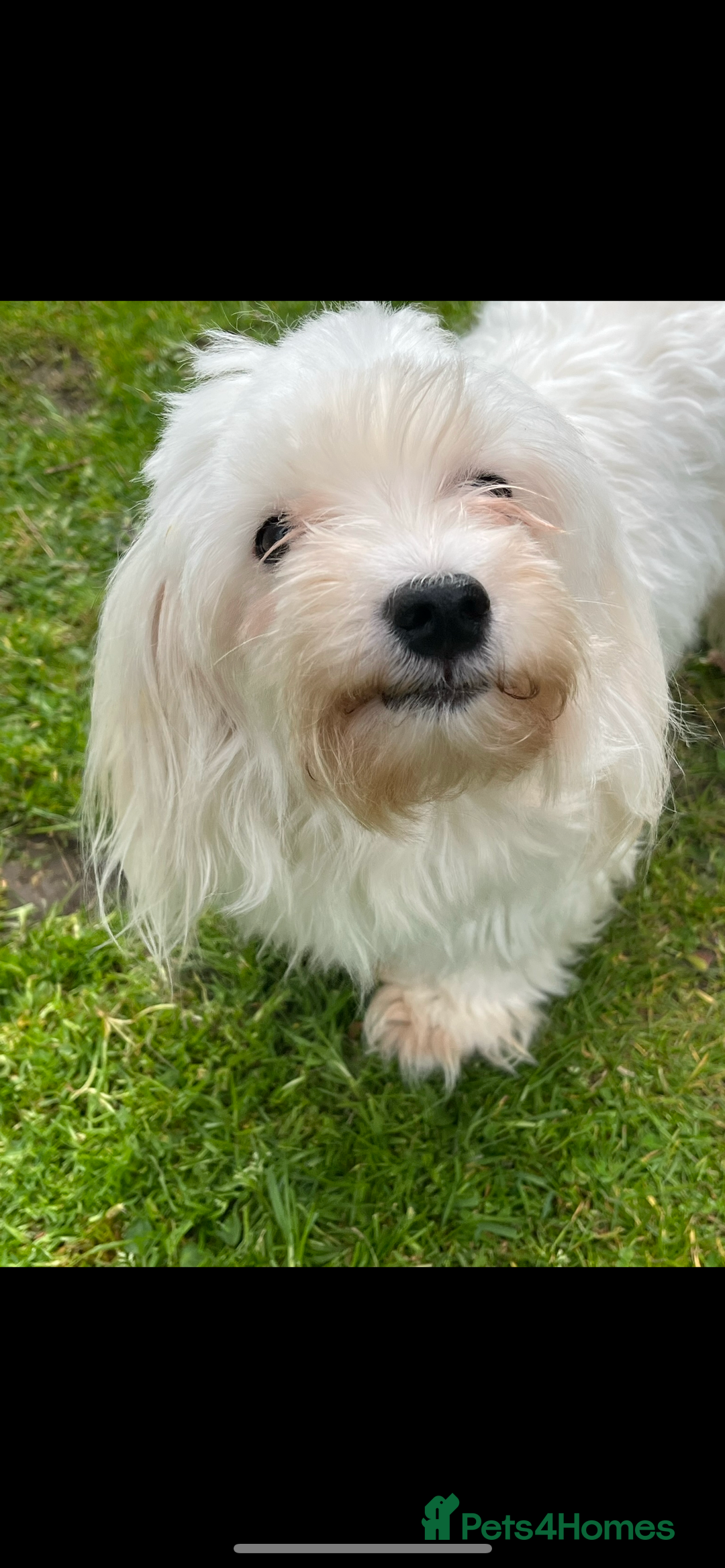 Maltipoo dogs for sale: Tiny Asian Maltipoo READY NOW !  - Image 5