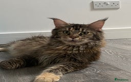 Maine Coon cats for sale: Attention please  - Image 19