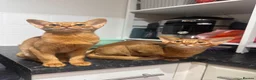 Abyssinian cats for sale: 2 Beautiful Abyssinian girls 😍 - Advert 6