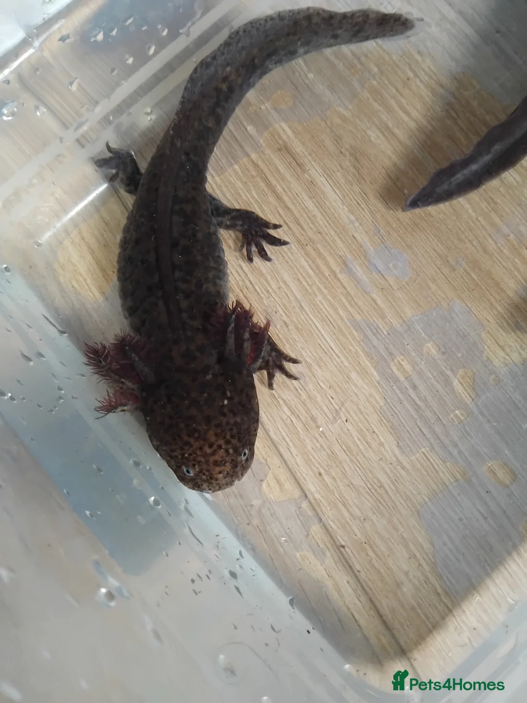 Axolotl reptiles for sale: Female Axolotls 11 mnths old - Advert 6