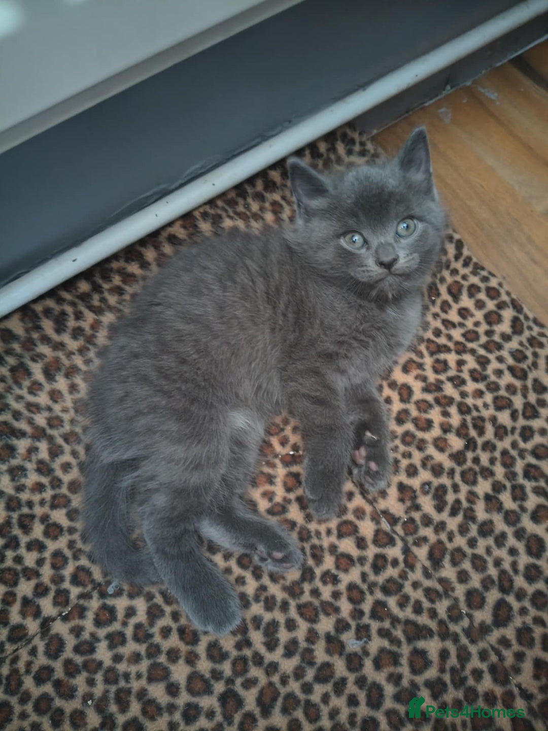 Domestic Shorthair cats for sale: 4 beautiful kittens for sale  - Advert 6