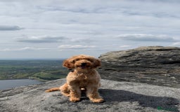 Cockapoo dogs for sale: Dog for adoption - Image 3
