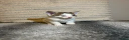 Mixed Breed cats for sale: 5 beautiful kittens ready for amazing homes in Birmingham - Advert 15