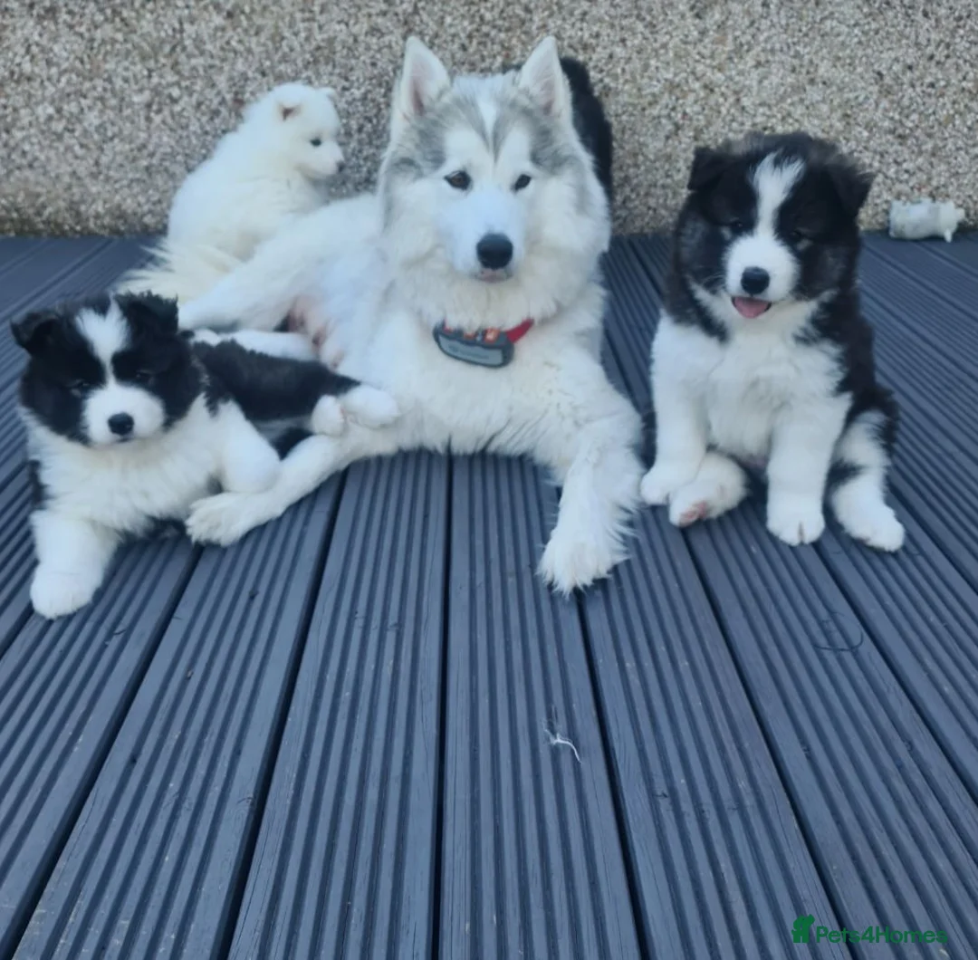 Mixed Breed dogs for sale: Beautiful Samoyed/Siberian Husky puppies💞 - Advert 1