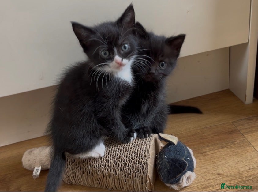 British Shorthair cats Beautiful Half British Shorthair Kittens - Advert 8